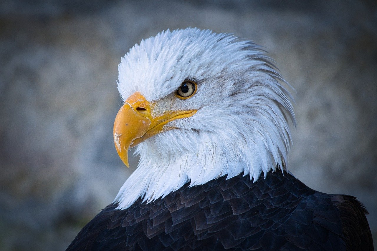 adler, head, bird of prey