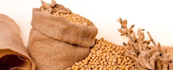 soybeans, plants, seeds-2039639.jpg